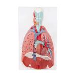 Respiratory System 7- Part Human Lung Model For Medical Display
