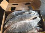 Gutted Frozen Grey Mullet