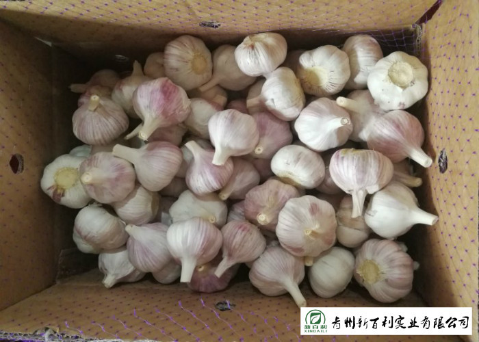 HACCP / GAP Standard Chinese Garlic 4.5 / 5.0 Cm Size Own Plantation