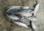 1.6kg Natural Color Frozen Seafood Fresh Bonito Tuna Fish