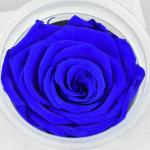 Preserved Roses Flower 12 Roses in Round Gift Box for Wife or Girlfriend rose