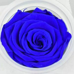 Wholesale Preserved Roses Flower 12 Roses in Round Gift Box for Wife or Girlfriend rose Preserved Flowers from china suppliers