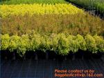 100 Pieces Anti Grass Turf Nails Mulching Cloth Gardening Plastic Holder Tools