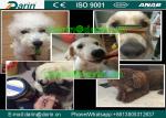 Continuous & automatic Dog Food Extruder Machine for Dog , Cat , Animal