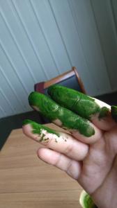 Wholesale High quality Organic Heterotrophic Chlorella powder from china suppliers