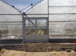 Intelligent Greenhouse For Tomato Cultivation Multi Span Film Green House By