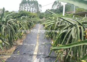 Wholesale Soft 50cm Polypropylene Woven Ground Cover Membrane Black from china suppliers