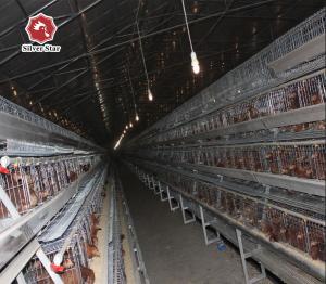 Wholesale 120 Capacity Hot And Cold Battery Chicken Cage A Type from china suppliers