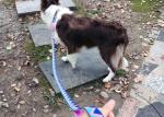 Heavy Duty Long Retractable Dog Leash Collar 26ft For Large Dogs