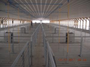 Wholesale Durable Hog Farm Equipment Fattening Farrowing Stall For More Than 40kgs Pig from china suppliers