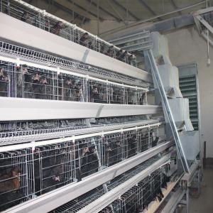 Wholesale HDG Q235 Layer Chicken Coop , 160 Birds Hens Poultry Battery Cage from china suppliers