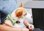 Holiday Xmas Thanksgiving Dog Bowtie Sublimation Printing For Small Medium Dogs