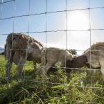 Low Price Guaranteed Quality Hight Quality Goat Farming Field Fence 5 Ft Goat