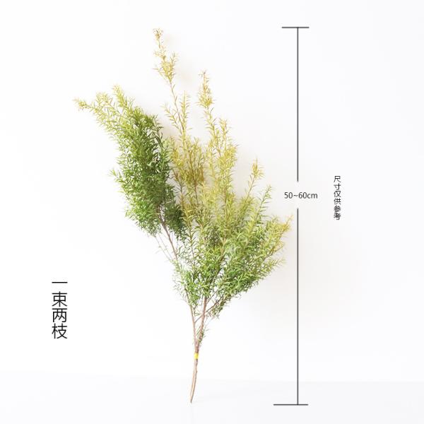 OEM 25cm Small Twig Melaleuca bracteata Dried Flower Bunches