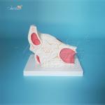 Human Eye Removable 47cm Model