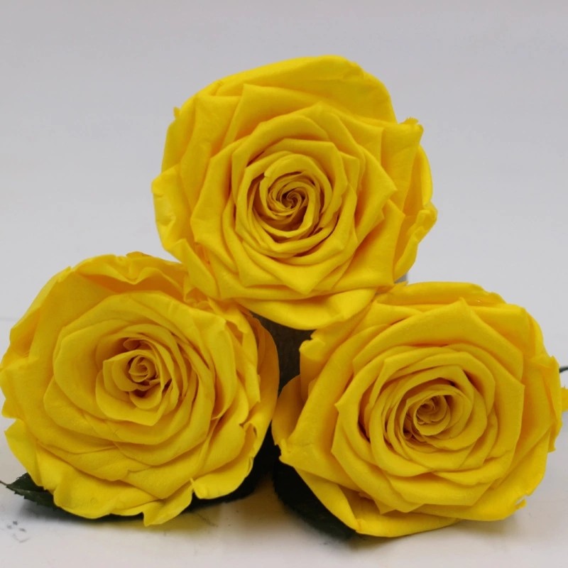 Hot selling preserved rose head with fresh rose smell everlasting rose Forever Roses Christmas gift rose