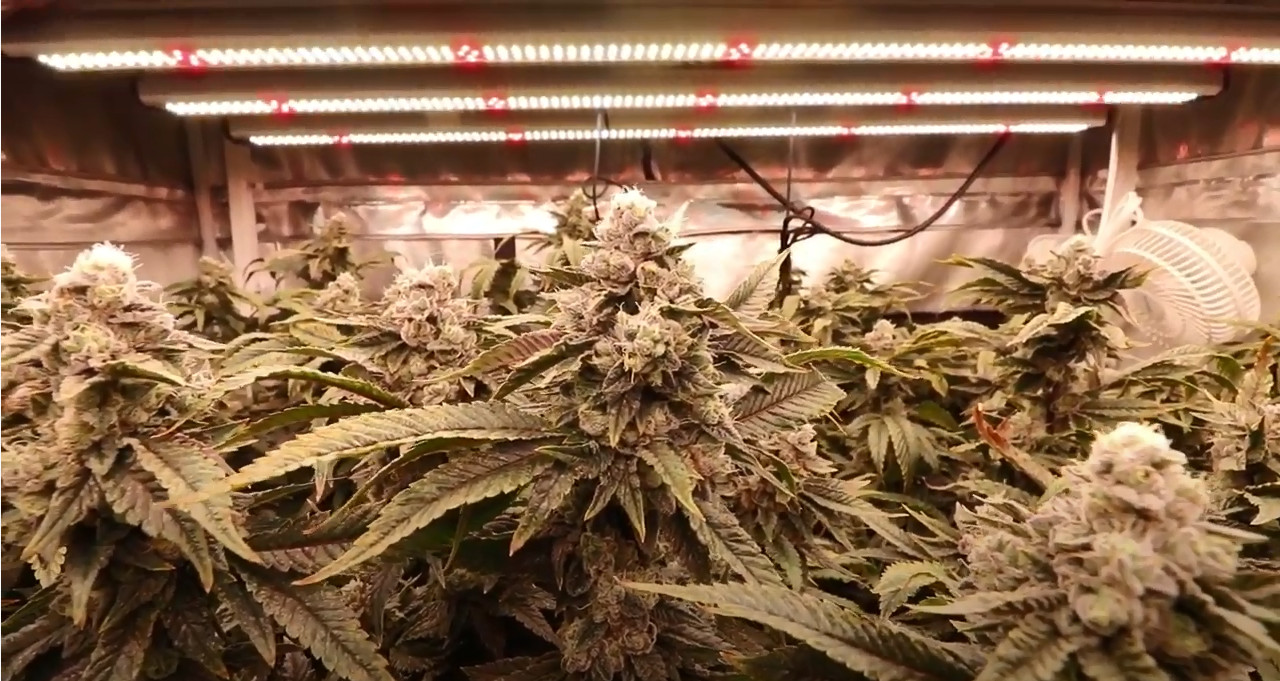 WiFi Controlled ETL 150lm/W 1000 Watt LED Grow Light