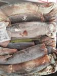 Whole Round BQF 400g 600g Good color Argentina Frozen Illex Squid