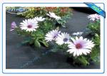 3% UV Protection 10 Year Guarantee Agricultural Non Woven Cover Spunbond In