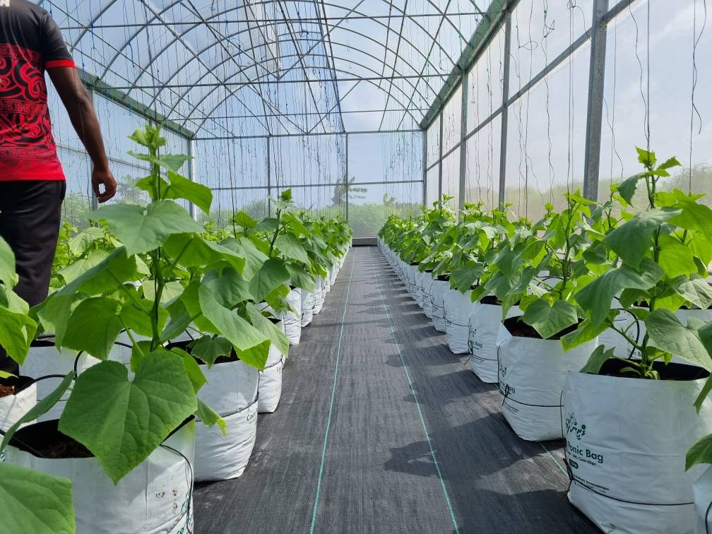 Metal Frame Covered Outdoor 6x15m Agricultural Commercial Green House Umbrella Roof Vent Greenhouse With Ventilation