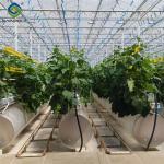 Turnkey Project Multi Span Commercial Hydroponic Greenhouse Waterproofing