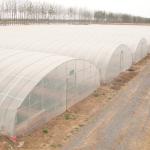Single-Span Agricultural Greenhouses Solution for Growing Produce