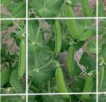 Extruded Plant Support Netting 8gsm For Agriculture Farm , Flower Or Bean