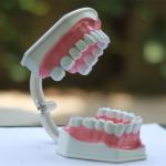OEM 2 Times Dental Materials Plastic Human Anatomy Model