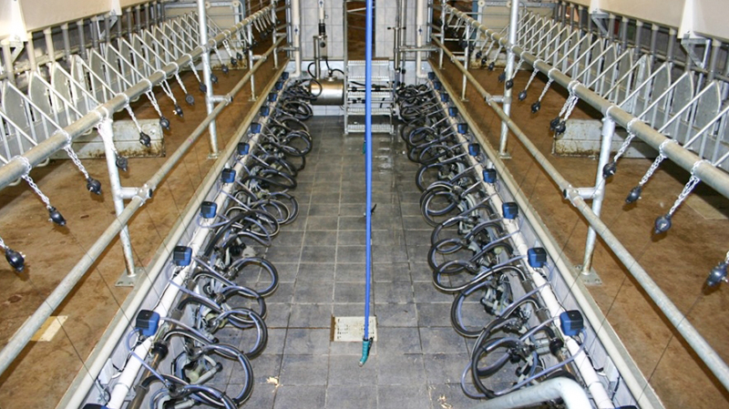 Steel Farming Suppliers Steel Structure Chicken Broiler House Design Layout for Horse Barn