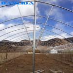 Stable Structure Polyethylene Film Greenhouse / Vegetable Tomato Plant