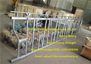 Wholesale Large Farm Equipment Dairy Cows Cattle Head Lock Locking And Feeding from china suppliers
