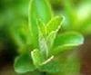 Fisetin (boxwood extract) 50% HPLC CAS No.: 528-48-3 natural Analgesic