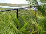 PVC balck powder coated chain wire fence 50mm x 50mm x 3.00mm