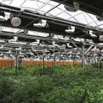 Automatic Fully Light Deprivation Mushroom Polyhouse Blackout Greenhouse For