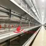 3 Tiers-8 Tiers Poultry Battery Cage System Optimized Consumption Chick Rearing