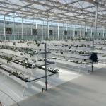 6x10 6ft X 4ft Intelligent Commercial Agricultural Glass Greenhouse For Flowers