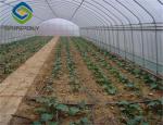 Anti Wind Agriculture Plastic Film Greenhouse Single Span / Multi Span Tunnel