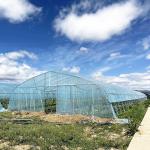 Hot Sale Poly Tunnel Strawberry Greenhouse Agricultural Single-span Greenhouse