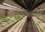 Hydroponic Shipping Container Greenhouse for Leafy Vegetables Affordable