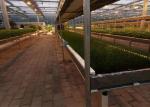 Venlo Roof Type PC Sheet Greenhouse , Agricultural Greenhouse For Strawberries
