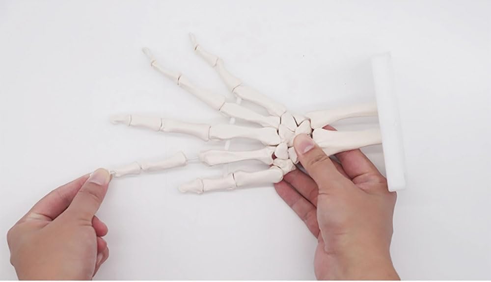 Human Life Size 3d Hand Skeleton Mode Flexible For Medical Demonstration