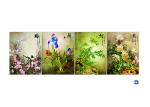 3D 30x40cm Triple Transition Flower Wall Poster 3 Images For Restaurant