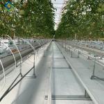 Waterproof Indoor Tomato Greenhouse Business For Sale With Hydroponic System