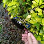 golf driver , golf club driver , golf head , golf drivers , titanium golf driver