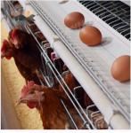 anti-UV and anti-aging egg conveyor belt for poultry farm egg collection system