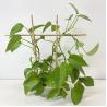 Buy cheap 100% Raw Bamboo Poles Bamboo Poles Stick 0.004m To 0.014m Diameter from wholesalers