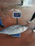 Whole Round 100% naturel BQF 20kg up Seafrozen Yellowfin Tuna