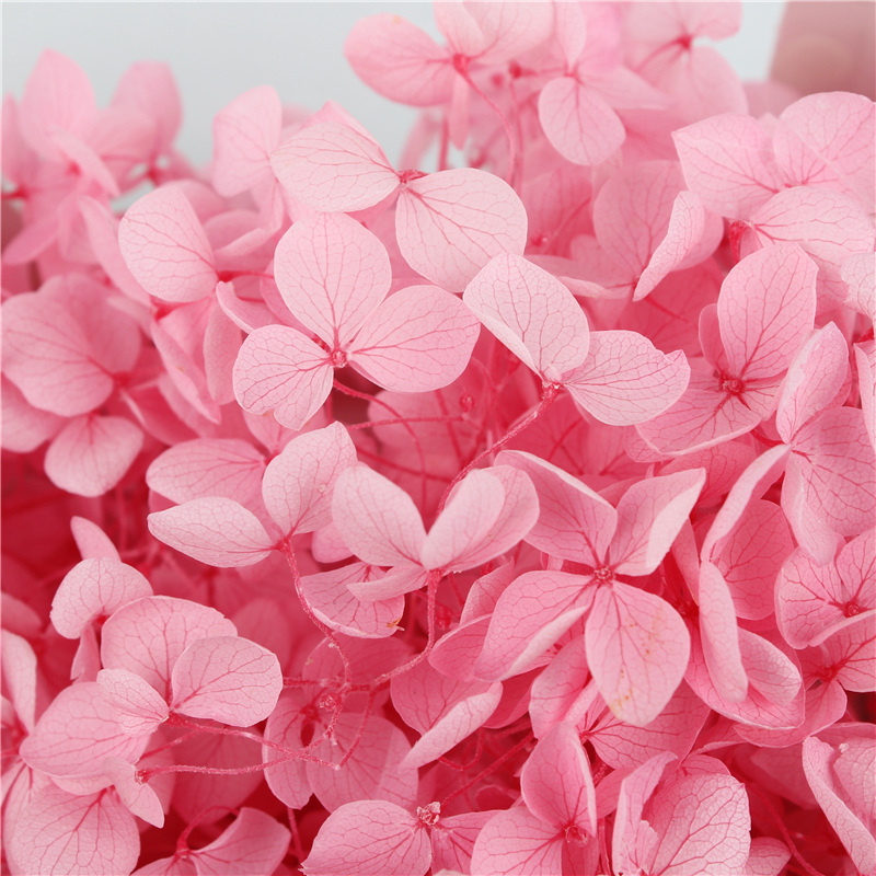 Everlasting Preserved Hydrangea Naturally Beautiful For Anniversary Gift