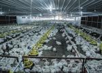 Broiler Flooring Raising Chicken Farm Equipment 4 Drinker /M