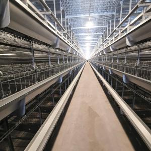 Wholesale Automatic Broiler Equipment For Chicken House, 380V 50HZ With SONCAP Approval from china suppliers